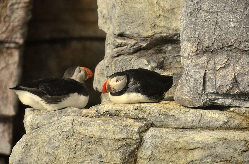 Horned puffin by Karel Frielink