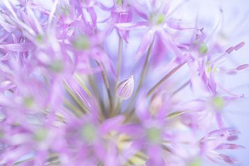 Die Zwiebelknolle (Allium) von Marjolijn van den Berg