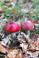 Red with white dots