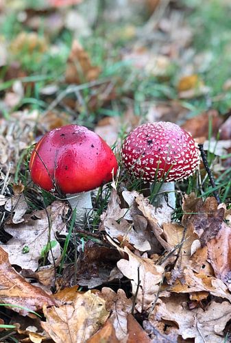Rouge avec des points blancs