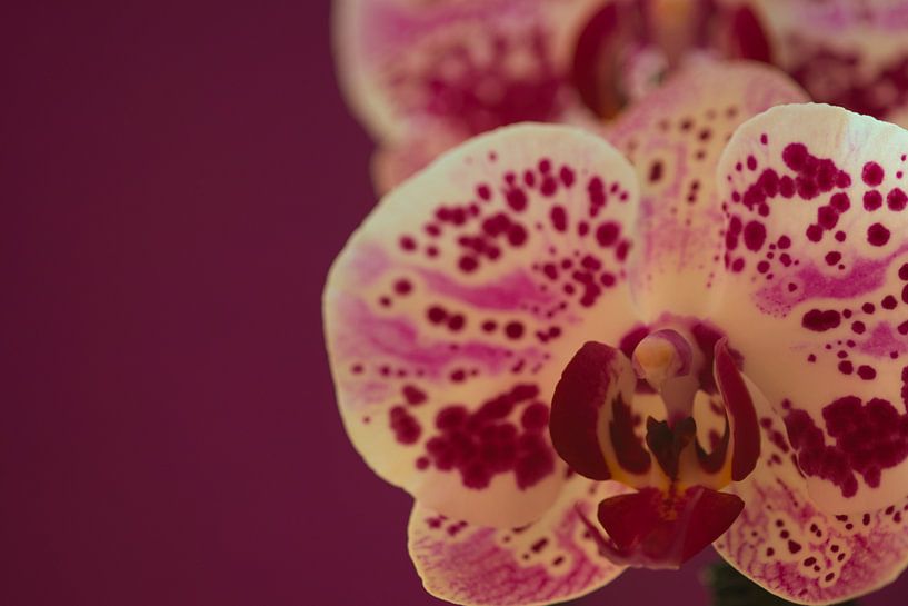 Pink flower details with purple background by Jolanda de Jong-Jansen