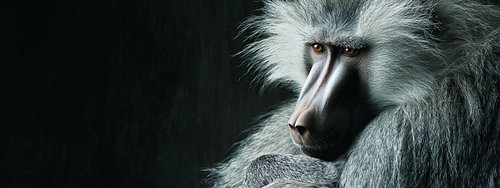 An intruding mandrill in a dark panorama