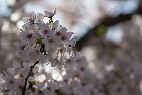 Blüte