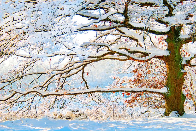 Een besneeuwde markante eik van Natuurpracht   Kees Doornenbal