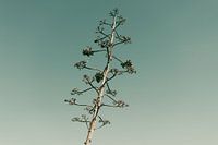 Single boom, blauwe lucht