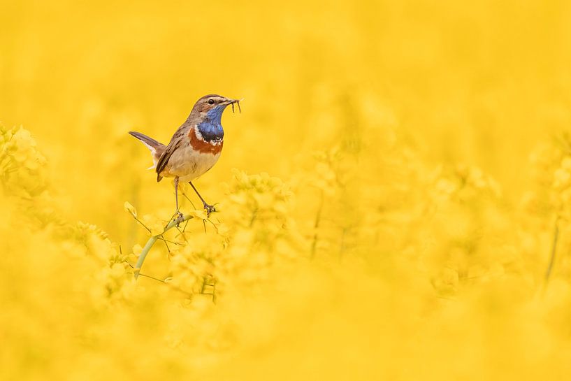 Blauwborst in het koolzaad van Roosmarijn Bruijns