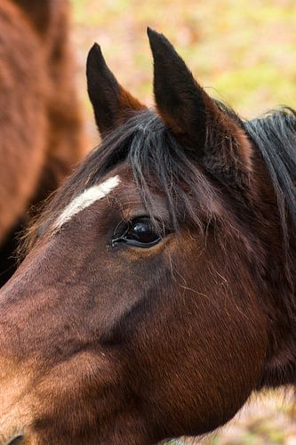 Paard