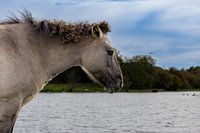 Konik horse along the waterfront