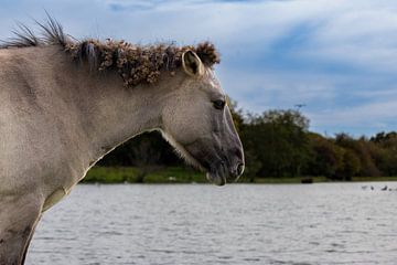 Konik paard langs het water van Jack Van de Vin