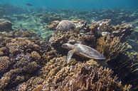 Schildpad in een koraaltuin, Egypte van Daniëlle van der meule thumbnail
