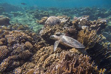 Tortue dans un jardin de corail, Egypte sur Daniëlle van der meule