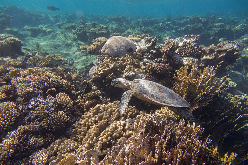 Schildpad in een koraaltuin, Egypte van Daniëlle van der meule