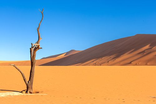 Arrêt du temps - Un arbre dans la Dead Vlei, Namibie