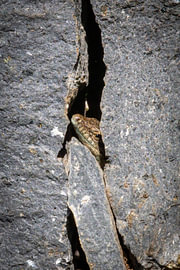 Madeira lizard on volcanic rock #2 by Charlotte Hagg