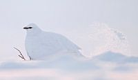 Alpensneeuwhoen (Lagopus mutus) van Beschermingswerk voor aan uw muur thumbnail