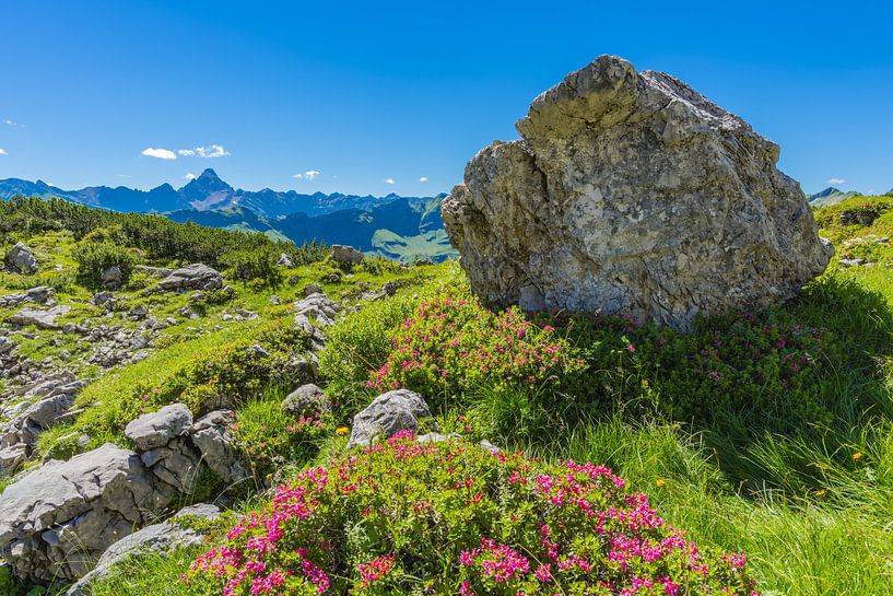 Rhododendron, Allgäu Alps by Walter G. Allgöwer