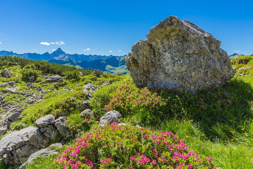 Alpenrosen van Walter G. Allgöwer