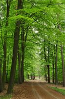 Chemin forestier à Emmen