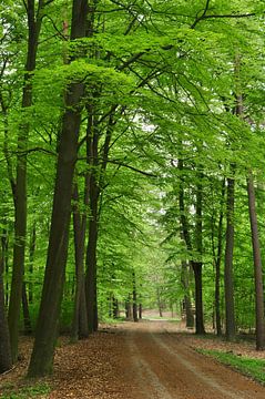 Chemin forestier à Emmen sur Corinne Welp