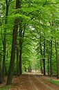 Bos in Emmen van Corinne Welp thumbnail