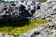 Green algae thriving by Frank's Awesome Travels thumbnail
