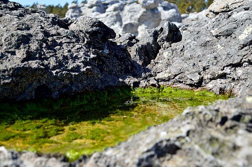 Groene algen bloeien