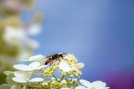 Macro of a grasshopper sand wasp on a hydrangea flower by ManfredFotos