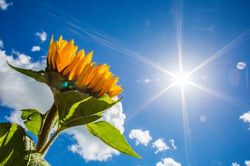 Sunflower in the sun