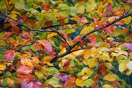 Herfstkleuren by Dennis Claessens