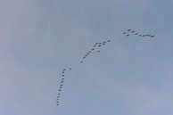 Bird migration south | Print Art by Mascha Boot thumbnail