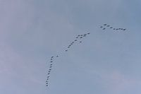 Bird migration south | Print Art