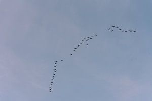 Vogeltrek naar het zuiden | Print Art