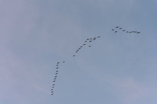Migration des oiseaux vers le sud | Print Art sur Mascha Boot