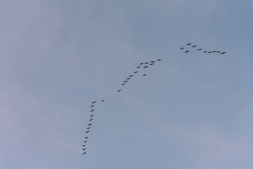 Bird migration south | Print Art by Mascha Boot