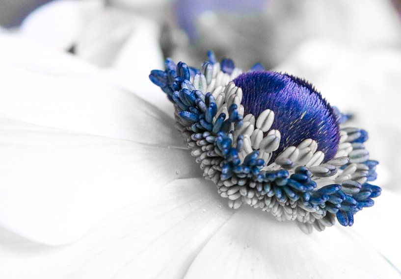 Cœur bleu par Renskesphotography