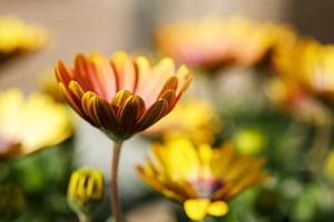 Geel/Oranje Margriet in de zon van Mister Moret