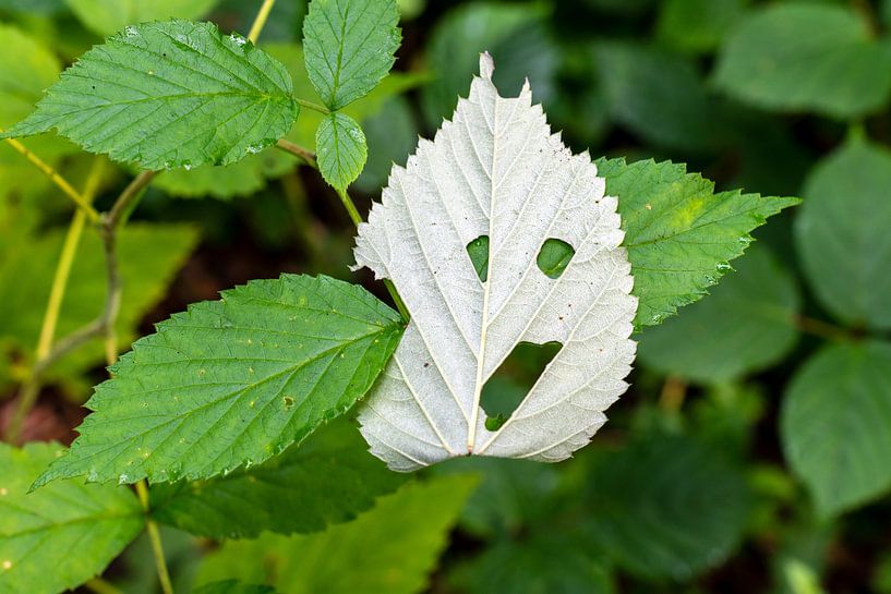 Dryade / Naturgeist "Erstauntes, helles Blatt" von Flatfield