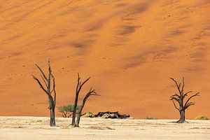 Sossusvlei Namibia (10)