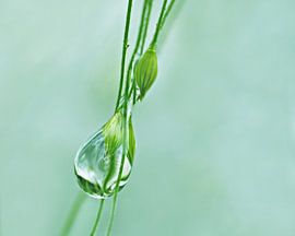 Dropping (Druppel in Mintgroen) van Caroline Lichthart