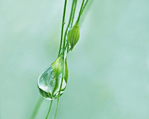 Dropping (Druppel in Mintgroen)