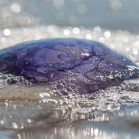 Jellyfish on the beach by Johanna Oud