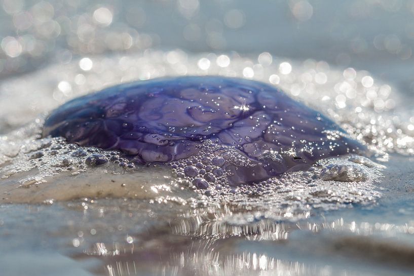 Quallen am Strand von Johanna Oud