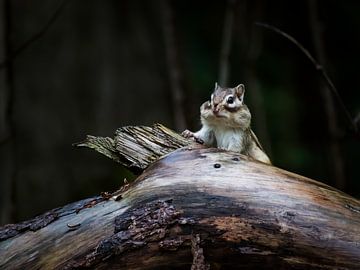 Sibirisches Erdhörnchen 1 von Femke Straten