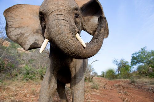 Elefant, Nahaufnahme.