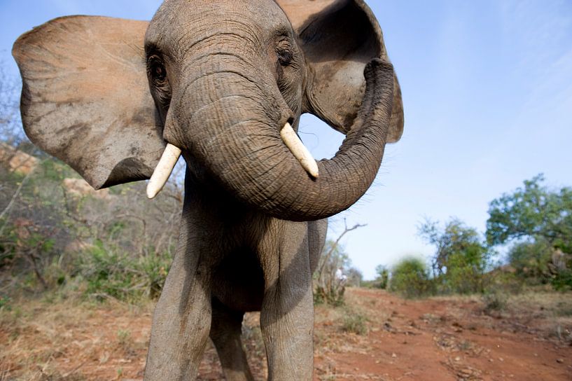 Elefant, Nahaufnahme. von Louis en Astrid Drent Fotografie