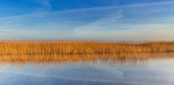 Golden reed reflected! by Gerard Sterk
