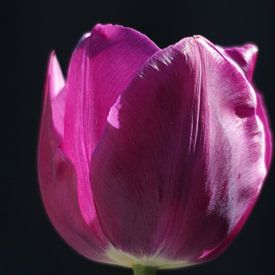 Tulpe von Remko van der Hoek- Zijdemans