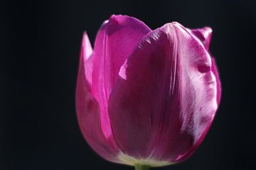 Tulipe sur Remko van der Hoek- Zijdemans