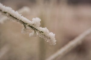 Sneeuw van René Jonkhout