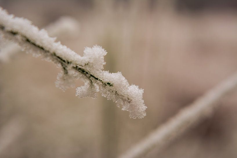 Snow by René Jonkhout